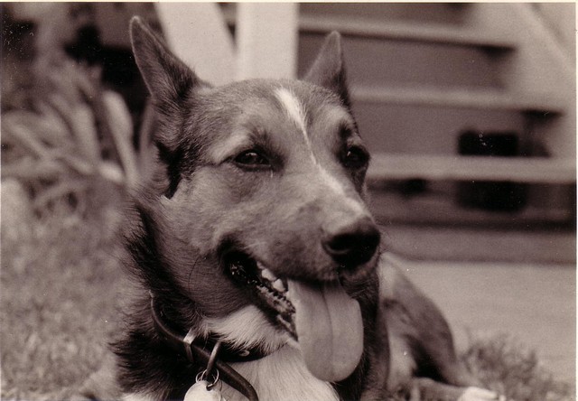 Mack was my dog. He was a cross between a Tri-colour Corgi mother, and we were told, a cattle dog.  He was like a dark coloured Corgi with slightly longer legs.  He saw me as his play mate as I played with him for many hours each day, when he was a pup, and he remembered that, and used to run upstairs to my bed every morning when he was let off the chain to ensure I was there.  We had him from mid 1964 to some time in 1972, when Coral drove over him and killed him.